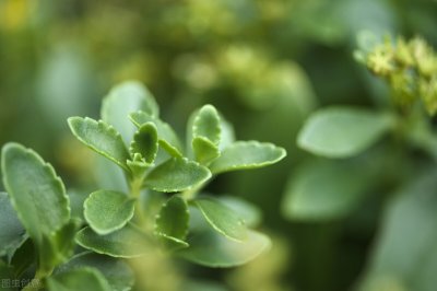 ​高钙菜有哪些？12种野菜和6种蔬菜含钙量高，是中老年补钙佳品
