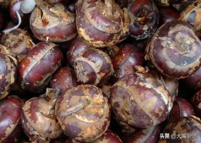 ​荸荠去皮，用手剥也能5秒1个？学会这招，1分钟剥1盘，快速不浪费