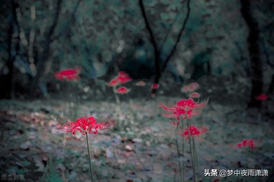 ​死亡之花，天蝎座