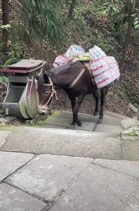 ​是牛马还是镜子？峨眉山骡子超负荷上山，无数网友共鸣：这就是我