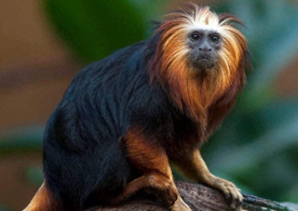 全球10大稀有动物，有些甚至不足百只，面临即将灭绝的危险