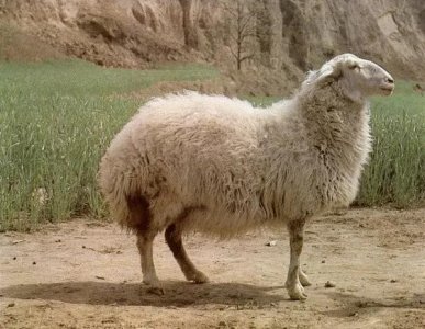 ​羊肉泡馍的前世今生，你知道吗