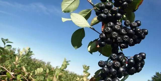 不老莓可以生吃吗