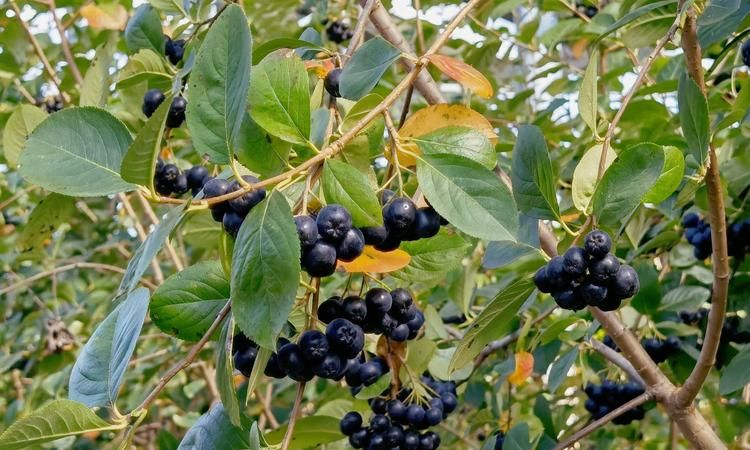 不老莓可以晒干吗