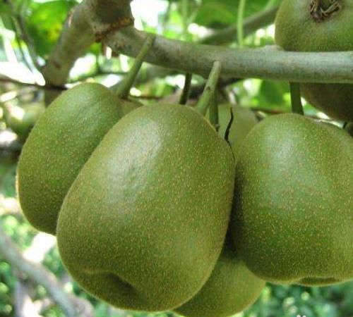 猕猴桃怎么保存不会烂