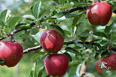 ​全中国哪里的苹果最好吃？认清这5个产地，清脆多汁，鲜甜可口