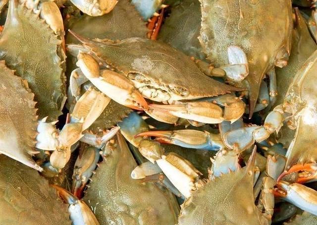 香辣蟹一般用什么螃蟹，香辣蟹用什么螃蟹？图4