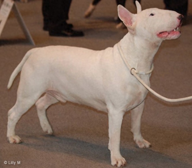 牛头梗 Bull Terrier