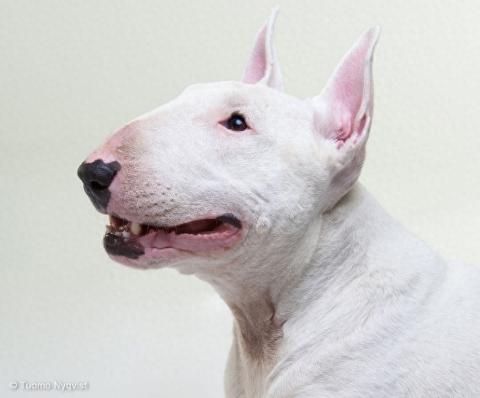 牛头梗 Bull Terrier
