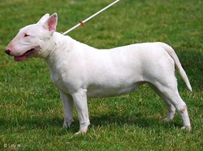 牛头梗 Bull Terrier