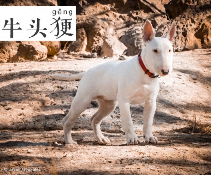 牛头梗 Bull Terrier