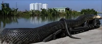 ​世界上最大的蛇，身长19米，轻松吞下一个成年人