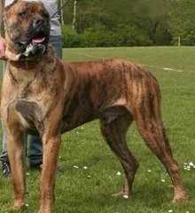 巴基斯坦巴铁曾经送给中国的神级军犬：库达犬