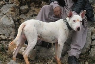 巴基斯坦巴铁曾经送给中国的神级军犬：库达犬