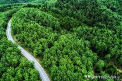​为什么 3 月 12 日是植树节？