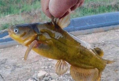 ​野钓黄辣丁，除了台钓，这2种钓法更简单有效，别错过