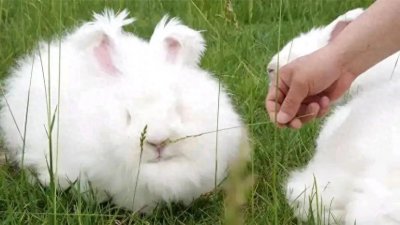 ​农村养殖细绒兔，投资小，成本低，赚钱快，养100组能赚290万元