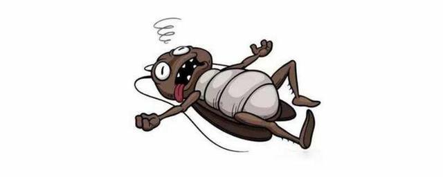 车里面有蟑螂怎么办-