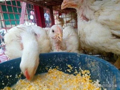 ​战胜鸡瘟不再是梦，天然食材预防法让养鸡更安心！