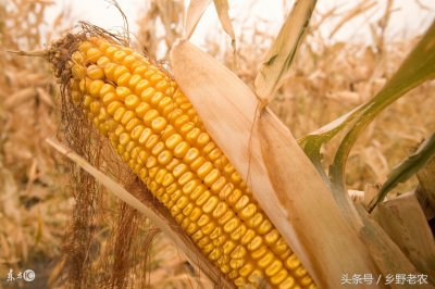 ​玉米收割机一亩地100元，这个价格到底高不高？