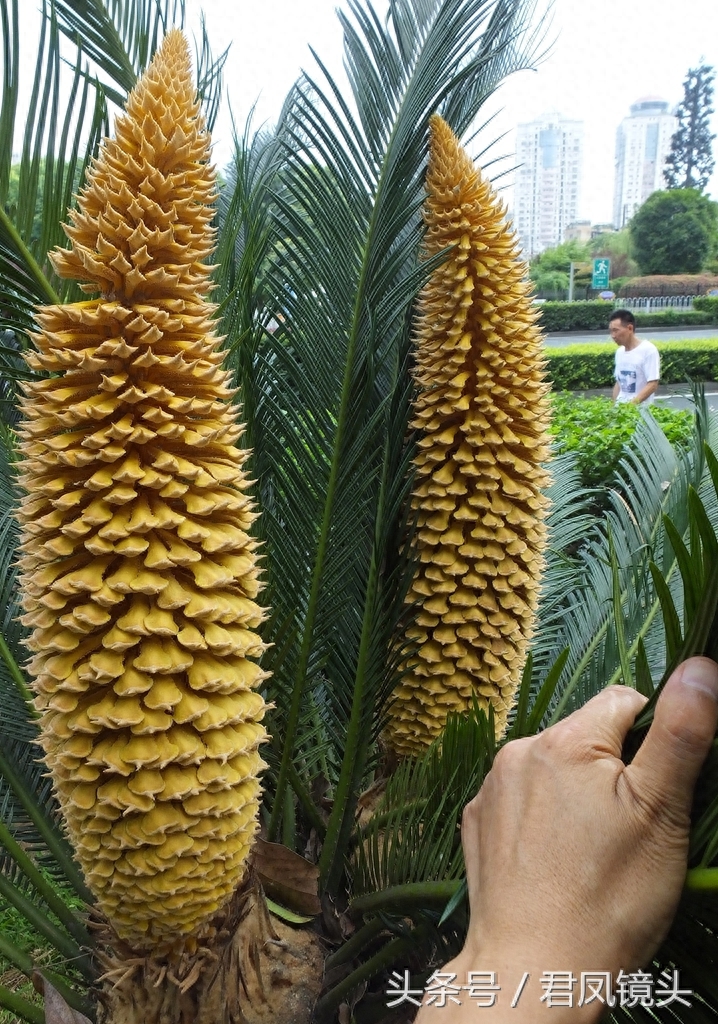 铁树争相开花 铁树花入药补肾固精 雄花批发售价100-400元一公斤