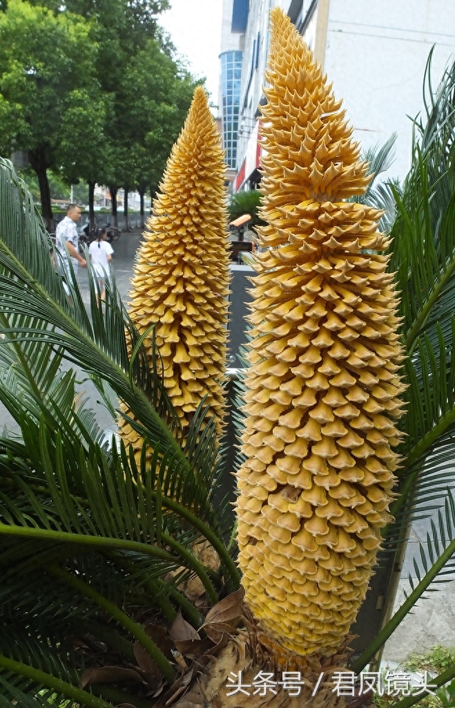 铁树争相开花 铁树花入药补肾固精 雄花批发售价100-400元一公斤