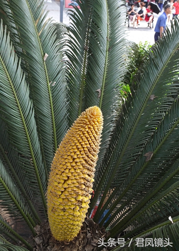 铁树争相开花 铁树花入药补肾固精 雄花批发售价100-400元一公斤