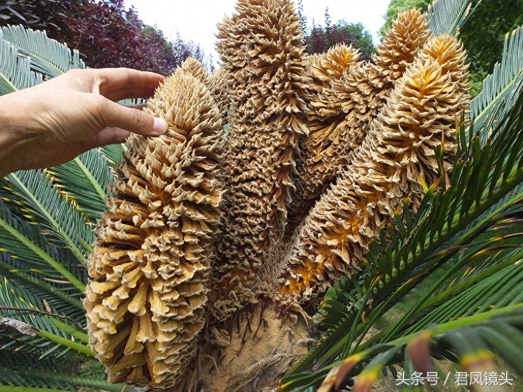 铁树争相开花 铁树花入药补肾固精 雄花批发售价100-400元一公斤