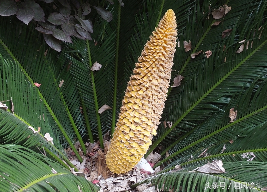 铁树争相开花 铁树花入药补肾固精 雄花批发售价100-400元一公斤