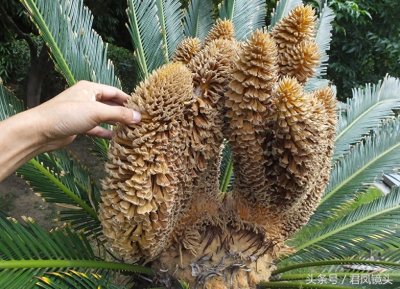 ​铁树争相开花 铁树花入药补肾固精 雄花批发售价100-400元一公斤