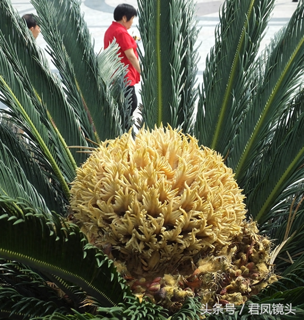 铁树争相开花 铁树花入药补肾固精 雄花批发售价100-400元一公斤