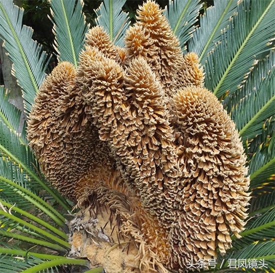 铁树争相开花 铁树花入药补肾固精 雄花批发售价100-400元一公斤