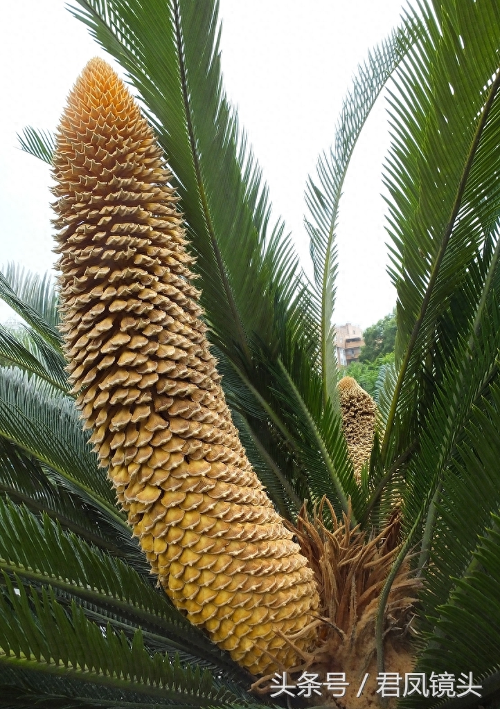 铁树争相开花 铁树花入药补肾固精 雄花批发售价100-400元一公斤