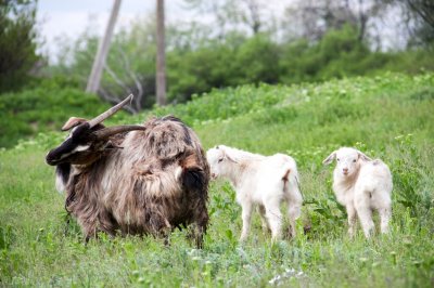 ​春季放羊，要防止羊“拉肚子”和“跑青”！这5点放羊时要学会