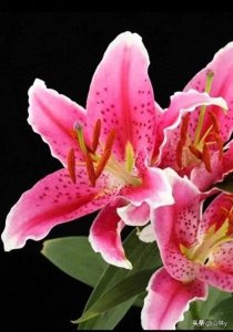 ​一组漂亮迷人的百合花图片，芬芳四溢，娇艳美丽！