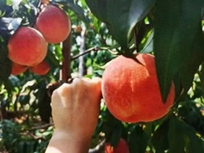 ​桃子种类那么多，你最钟爱哪一种？看看有没有你熟悉的品种