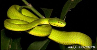 ​我国的竹叶青蛇，物种形态差异小，云南省分布种类最为丰富