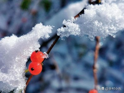 ​2023年哪天开始数九？最冷三九天哪天开始？2024年春节冷吗？