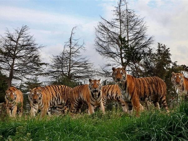 3.长白山野生动物园