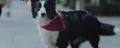 ​动物管理局四爷的真实身份