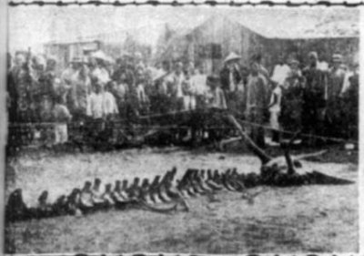 ​地球上最高贵神秘的花 这十种花珍贵漂亮又稀