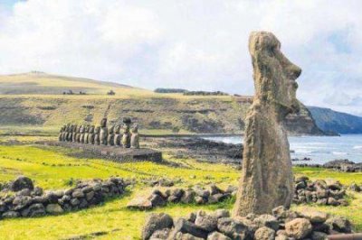 ​柯尔鸭多少钱一只鸭苗