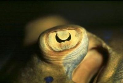 ​95年成都僵尸真实事件真相 始末