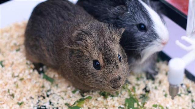 上海宠物领养活动（来上海动物园免费领养宠物）(6)