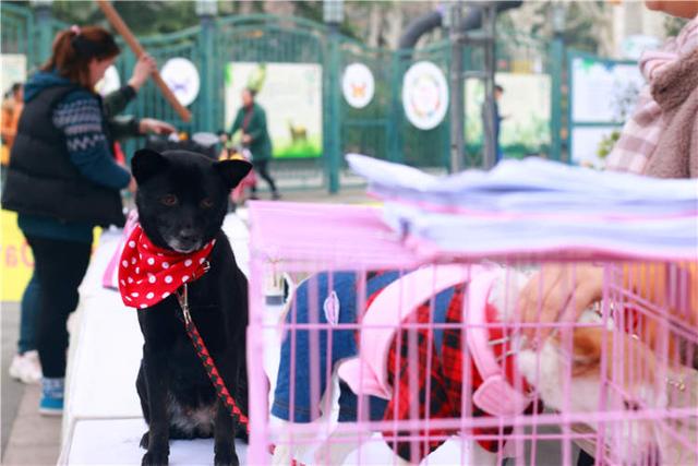 上海宠物领养活动（来上海动物园免费领养宠物）(2)