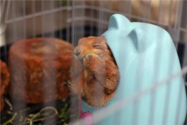 上海宠物领养活动（来上海动物园免费领养宠物）(8)