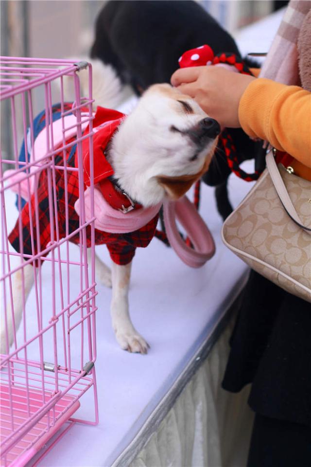 上海宠物领养活动（来上海动物园免费领养宠物）(1)