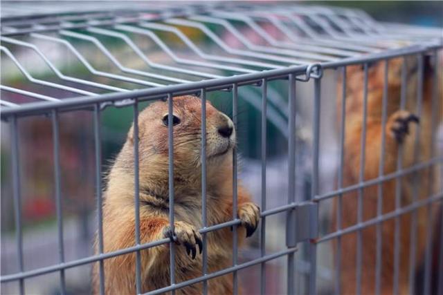 上海宠物领养活动（来上海动物园免费领养宠物）(7)