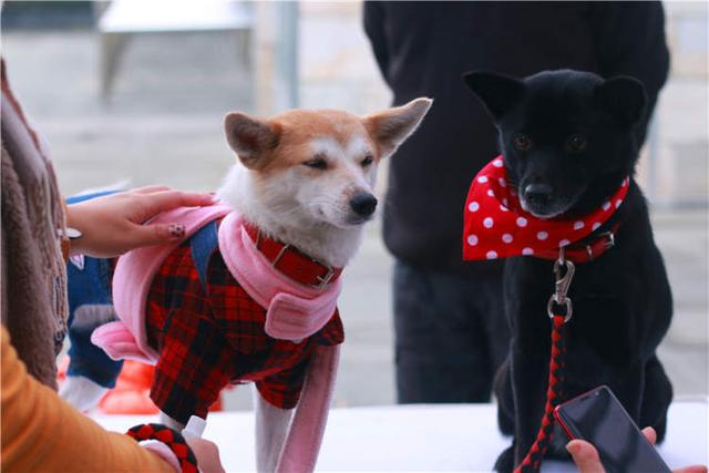 上海宠物领养活动（来上海动物园免费领养宠物）(3)