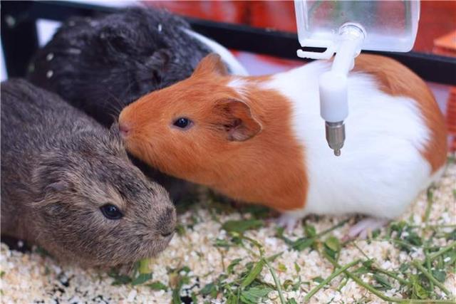 上海宠物领养活动（来上海动物园免费领养宠物）(5)